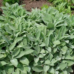 Stachys Byzantina 'Big Ears' -Deals Green4Ever Store pl0000003619 card4 lg