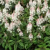 Tiarella 'Spring Symphony' (PBR)