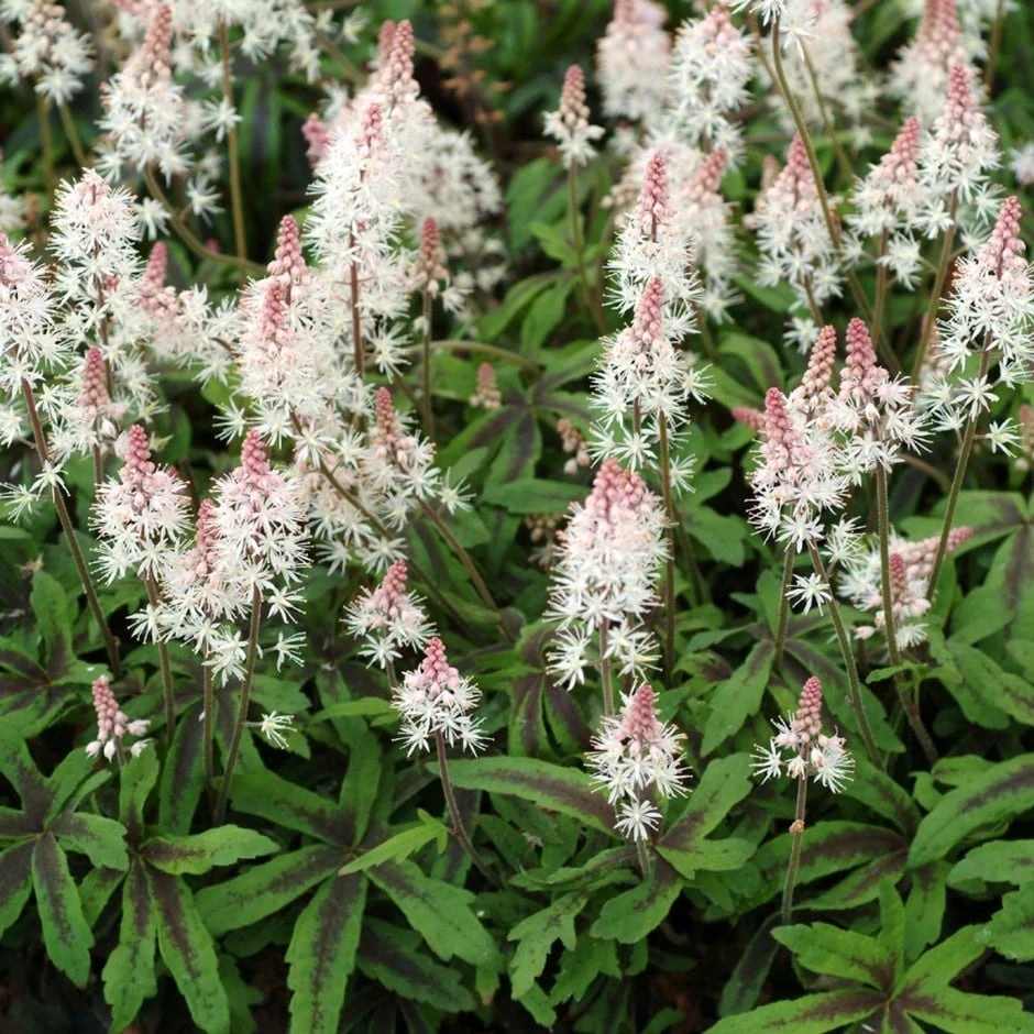 Tiarella 'Spring Symphony' (PBR) 1 Tiarella 'Spring Symphony' (PBR)