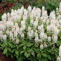 Deals Green4Ever Store -Deals Green4Ever Store pl0000003654 card2 lg