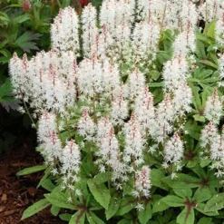 Tiarella 'Spring Symphony' (PBR) 6 Tiarella 'Spring Symphony' (PBR) -Deals Green4Ever Store pl0000003654 card3 lg