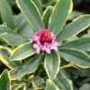 Daphne Odora 'Aureomarginata'