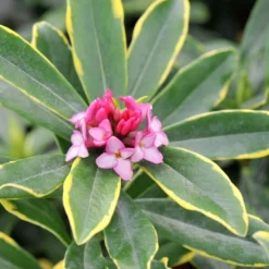 Daphne Odora 'Aureomarginata' -Deals Green4Ever Store pl0000003751 card3 lg