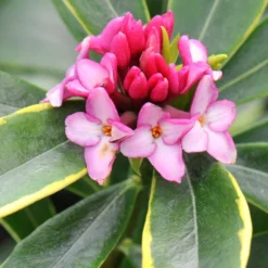 Daphne Odora 'Aureomarginata' -Deals Green4Ever Store pl0000003751 card4 lg