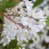 Deutzia Gracilis 'Nikko'