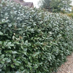 Elaeagnus × Submacrophylla -Deals Green4Ever Store pl0000003772 card2 lg