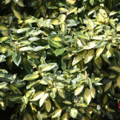 Elaeagnus × Submacrophylla 'Limelight' -Deals Green4Ever Store pl0000003775 card3 lg