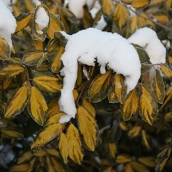 Elaeagnus × Submacrophylla 'Limelight' -Deals Green4Ever Store pl0000003775 card4 lg