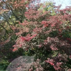 Enkianthus Campanulatus -Deals Green4Ever Store pl0000003778 card3 lg