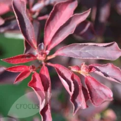 Enkianthus Campanulatus -Deals Green4Ever Store pl0000003778 card4 lg