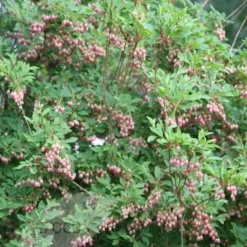 Enkianthus Campanulatus -Deals Green4Ever Store pl0000003778 card6 lg