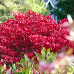 Euonymus Alatus -Deals Green4Ever Store pl0000003811 card2 lg