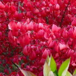 Euonymus Alatus -Deals Green4Ever Store pl0000003811 card3 lg