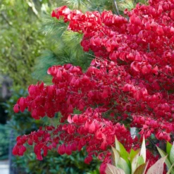 Euonymus Alatus -Deals Green4Ever Store pl0000003811 card4 lg