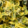 Euonymus Fortunei 'Emerald 'n' Gold'