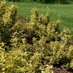 Euonymus Fortunei 'Emerald 'n' Gold' -Deals Green4Ever Store pl0000003818 card2 lg