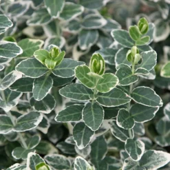 Deals Green4Ever Store 25 Euonymus Fortunei 'Emerald Gaiety'