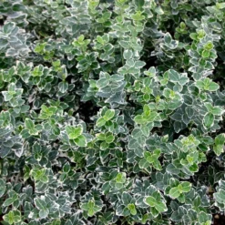 Euonymus Fortunei 'Emerald Gaiety' -Deals Green4Ever Store pl0000003820 card3 lg