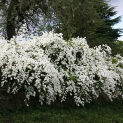 Exochorda × Macrantha 'The Bride' -Deals Green4Ever Store pl0000003839 card2 lg