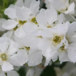 Exochorda × Macrantha 'The Bride' -Deals Green4Ever Store pl0000003839 card4 lg