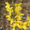 Forsythia × Intermedia 'Lynwood Variety'