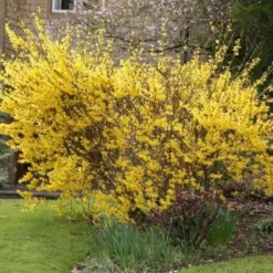Forsythia × Intermedia 'Lynwood Variety' -Deals Green4Ever Store pl0000003849 card2 lg