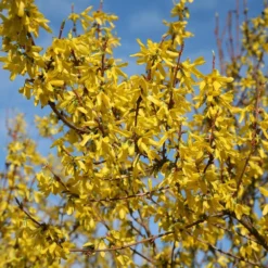 Forsythia × Intermedia 'Lynwood Variety' -Deals Green4Ever Store pl0000003849 card3 lg