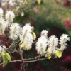 Fothergilla Major