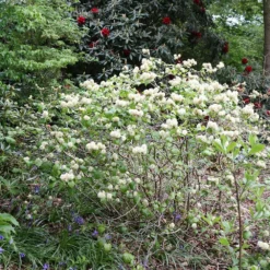 Fothergilla Major -Deals Green4Ever Store pl0000003855 card2 lg