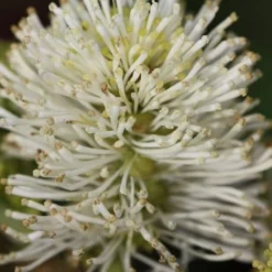 Fothergilla Major -Deals Green4Ever Store pl0000003855 card3 lg