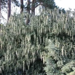Garrya Elliptica 'James Roof' -Deals Green4Ever Store pl0000003880 card2 lg