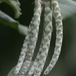 Garrya Elliptica 'James Roof' -Deals Green4Ever Store pl0000003880 card3 lg