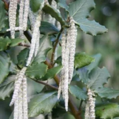 Garrya Elliptica 'James Roof' -Deals Green4Ever Store pl0000003880 card4 lg