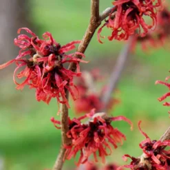 Hamamelis × Intermedia 'Diane' -Deals Green4Ever Store pl0000003909 card3 lg