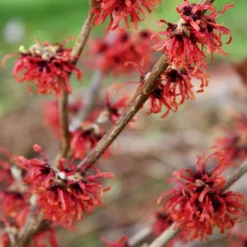 Hamamelis × Intermedia 'Diane' -Deals Green4Ever Store pl0000003909 card4 lg
