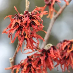 Hamamelis × Intermedia 'Jelena' -Deals Green4Ever Store pl0000003910 card3 lg