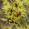 Hamamelis × Intermedia 'Pallida'