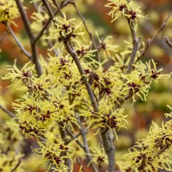 Hamamelis × Intermedia 'Pallida' -Deals Green4Ever Store pl0000003912 card3 lg