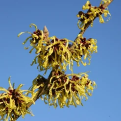 Hamamelis × Intermedia 'Pallida' -Deals Green4Ever Store pl0000003912 card4 lg