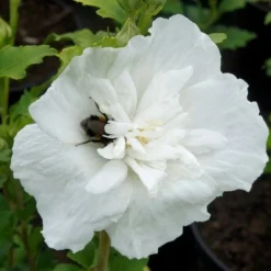 Hibiscus Syriacus White Chiffon ('Notwoodtwo') (PBR) (Chiffon Series) -Deals Green4Ever Store pl0000003953 card2 lg