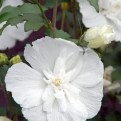 Hibiscus Syriacus White Chiffon ('Notwoodtwo') (PBR) (Chiffon Series) -Deals Green4Ever Store pl0000003953 card5 lg