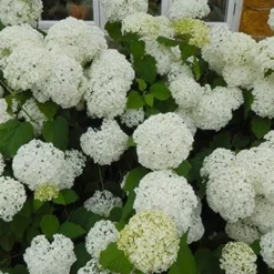 Hydrangea Arborescens 'Annabelle' -Deals Green4Ever Store pl0000003968 card10 lg