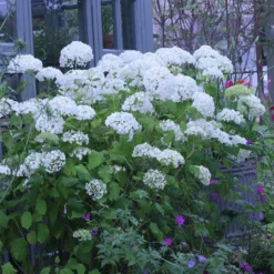 Hydrangea Arborescens 'Annabelle' -Deals Green4Ever Store pl0000003968 card2 lg