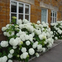 Hydrangea Arborescens 'Annabelle' -Deals Green4Ever Store pl0000003968 card3 lg