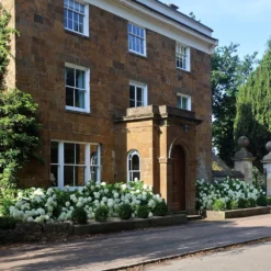 Hydrangea Arborescens 'Annabelle' -Deals Green4Ever Store pl0000003968 card5 lg