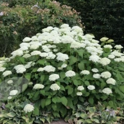 Hydrangea Arborescens 'Annabelle' -Deals Green4Ever Store pl0000003968 card6 lg