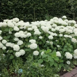 Hydrangea Arborescens 'Annabelle' -Deals Green4Ever Store pl0000003968 card7 lg