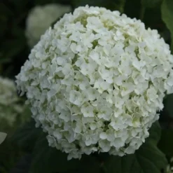 Hydrangea Arborescens 'Annabelle' -Deals Green4Ever Store pl0000003968 card8 lg