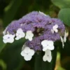 Hydrangea Aspera 'Villosa Group'