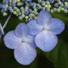 Hydrangea Macrophylla 'Mariesii Perfecta'